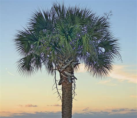 palmetto palm tree south carolina - Gracia Gunther