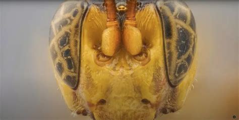 Giant-headed parasite wasp found in Amazon that ‘eats prey from the inside out’ – then lays eggs ...