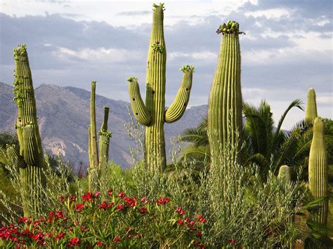 Desert Cactus HD Wallpapers | Cactus pictures, Cactus, Desert plants