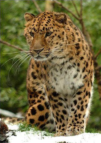 Amur Leopard... Thick fur is meant for living in cold climate ...