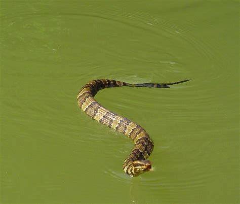 cottonmouth, water moccasin (Agkistrodon piscivorus); DISPLAY FULL IMAGE.