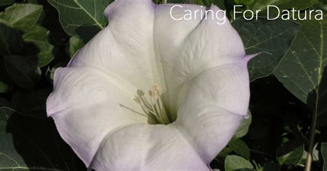 How To Grow And Care For The Datura Plant