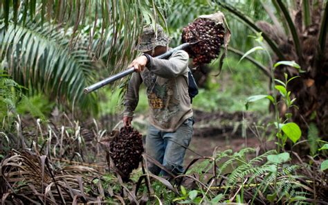 The next frontier for palm oil expansion: Latin America | Oxfam America The Politics of Poverty Blog