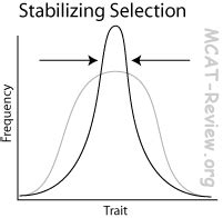 Stabilizing Selection Graph