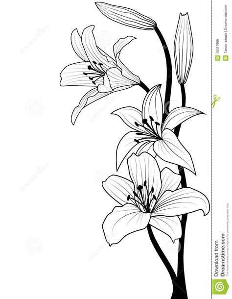 Lily Drawing Outline at GetDrawings | Free download