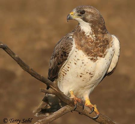 Identification Keys and Tips - Common (Buteo) Hawks