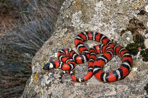 California Mountain Kingsnake Facts and Pictures | Reptile Fact