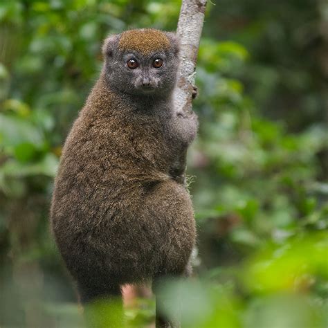 Eastern Grey Bamboo Lemur | Sean Crane Photography