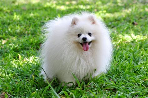 Mengenal Pomeranian, Anjing Kecil Yang Agresif Halaman All | atelier-yuwa.ciao.jp