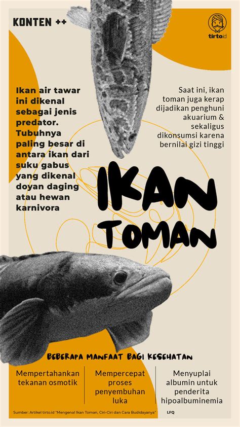 Mengenal Ikan Toman, Ciri-Ciri dan Cara Budidayanya