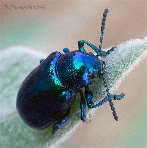 Blue Milkweed Beetle - Chrysochus cobaltinus | Beetle, Green beetle ...