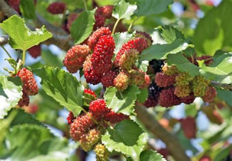 Know All about Mulberries aka Shahtoot: Benefits, Side Effects, etc.