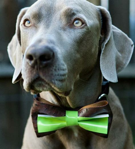 X-Small Formal Pet Bow Tie | Pet bow ties, Dog pounds, Dog accessories