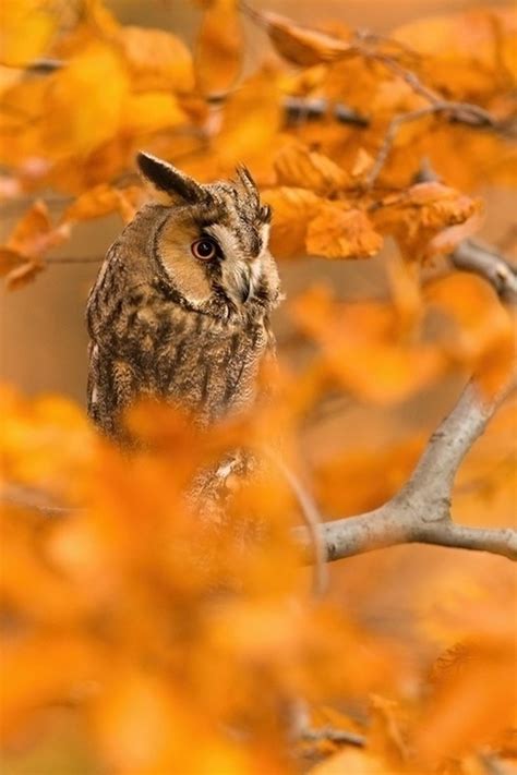 Autumn Owl Pictures, Photos, and Images for Facebook, Tumblr, Pinterest ...