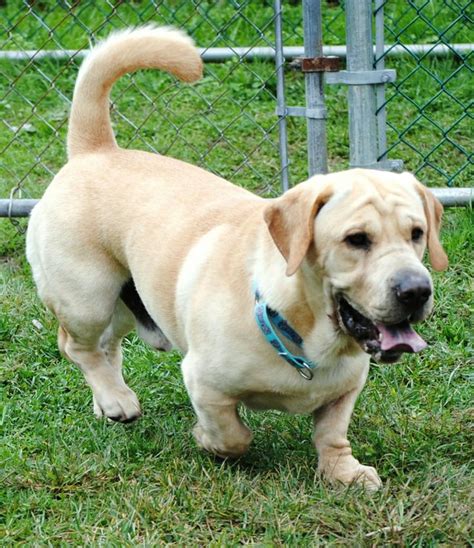 Yellow Lab Basset Hound Mix