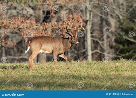 10 Point Buck Stock Photo - Image: 23136230