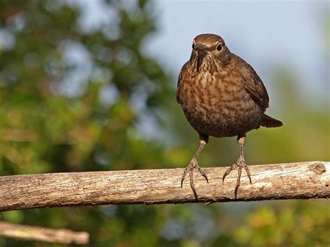 Miguel fotografia: Hembra de Mirlo común (Turdus merula)