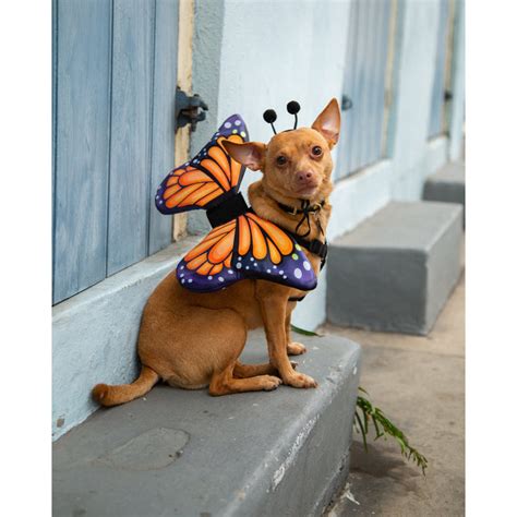 Monarch Butterfly Dog Costume – Decker's Dog + Cat