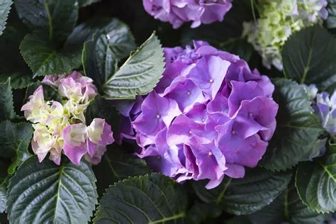 Hydrangea Care and Maintenance (Tips for Growing Indoor and Outdoor) - The Practical Planter