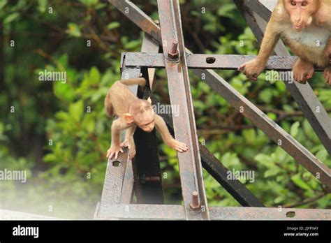 baby monkey playing, mother, group of monkeys Stock Photo - Alamy