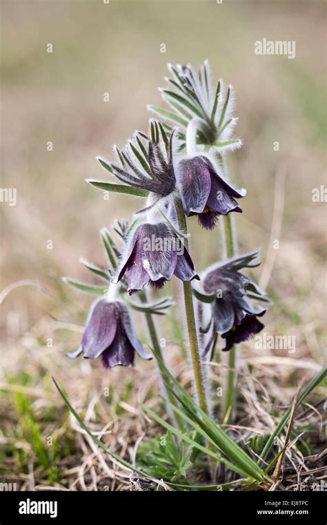 Black pasque flower Stock Photo - Alamy