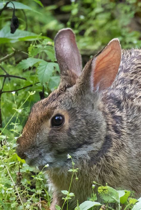 Swamp Rabbit (Sylvilagus aquaticus)