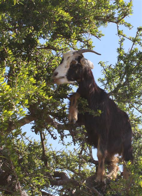 Tree-climbing goats