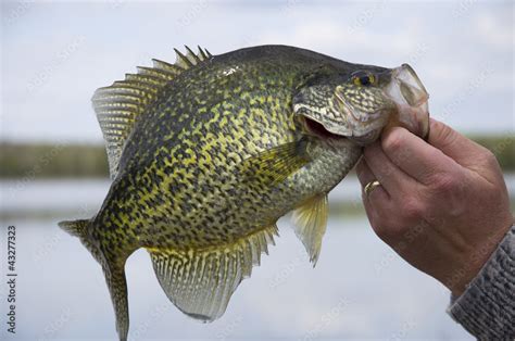 Black Crappie Stock Photo | Adobe Stock