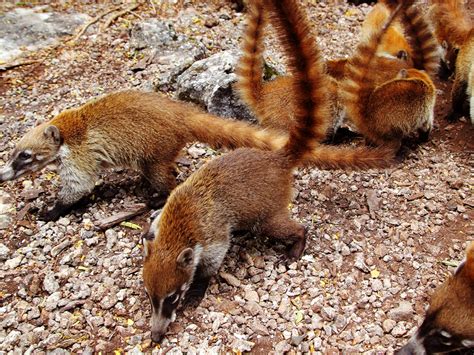 Coati Vs Coatimundi