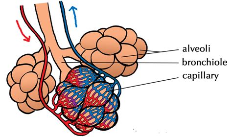 Respiratory System Alveoli And Capillaries