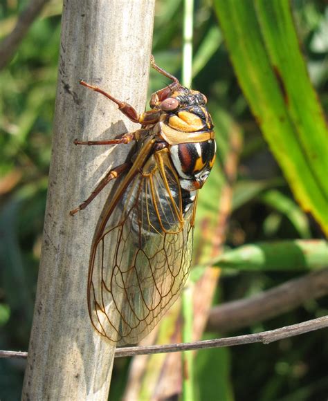 Bug Eric: Grand Western Cicada