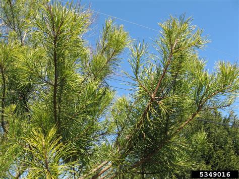 What Is A Virginia Pine Tree: Learn About Virginia Pine Trees In The Landscape