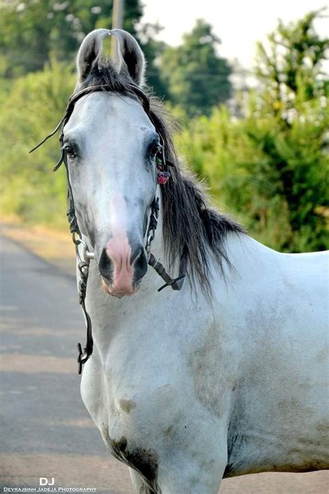 Kathiawari horse | Horses, Kathiyawadi horse, Horse breeds