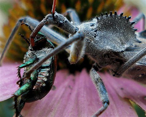 Wheel Bug l Remarkable Predator - Our Breathing Planet