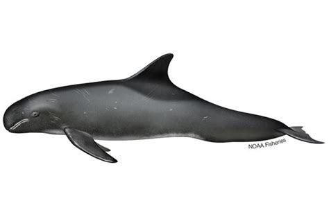 Pygmy Killer Whale | NOAA Fisheries