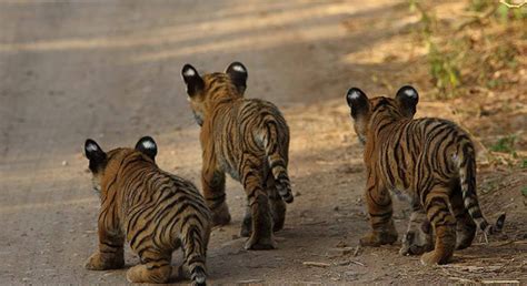 Wildlife Photography Tour- Ranthambore National Park