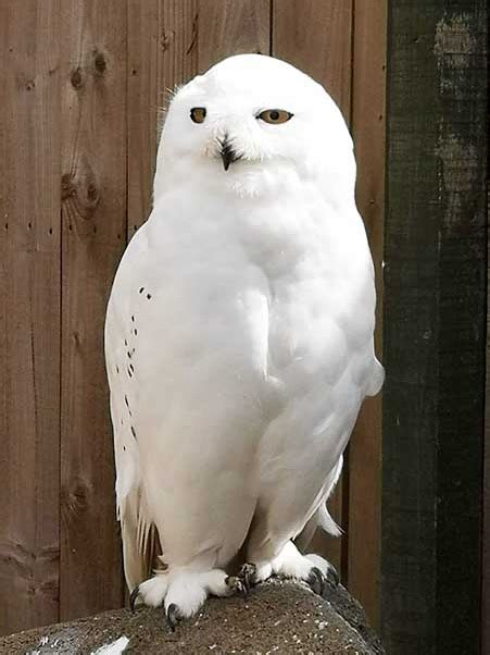 snowy owl — Blog — the SCOTTISH countryman