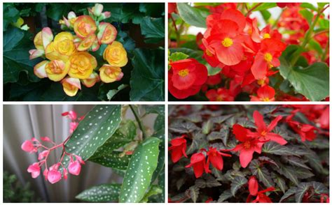 The Different Types of Begonias - Garden Lovers Club