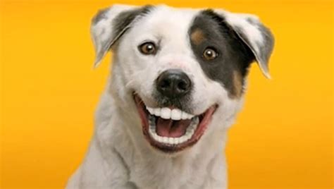 How can you not love a dog with great teeth? [VIDEO] | Dawn Productions