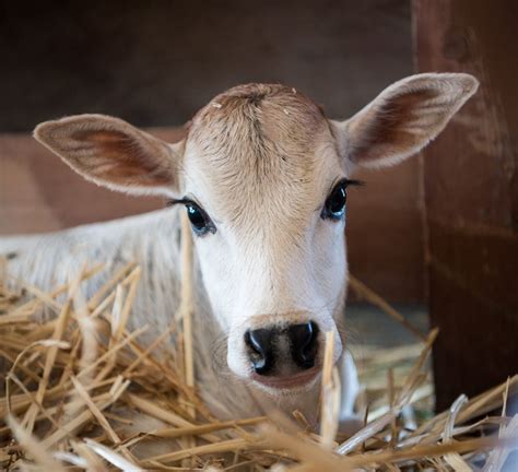 Miniature Zebu | Cute baby cow, Pet cows, Cute cows