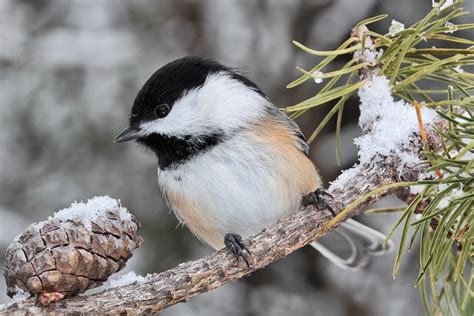 Chickadee in Winter by papatheo on DeviantArt