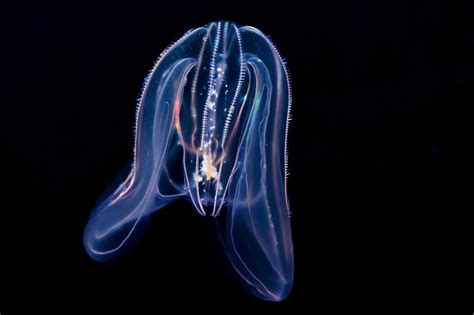 10 Spectacular Glow-in-the-Dark Animals