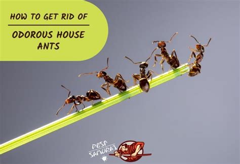 How to Get Rid of Odorous House Ants | Proven and Effective Methods - Pest Samurai