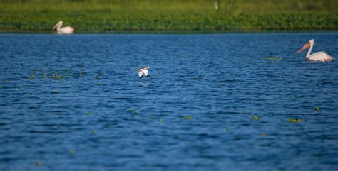 Sholinganallur Lake , Chennai, Tamil Nadu : r/Chennai