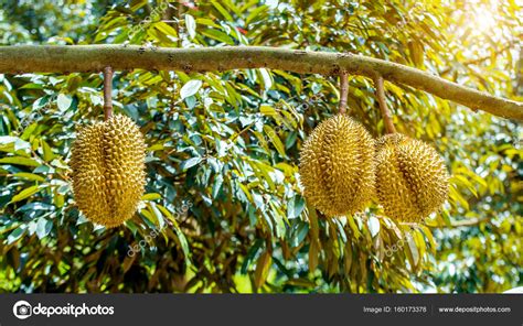 Durian Tree Flower