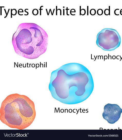 White Blood Cell Model Labeled