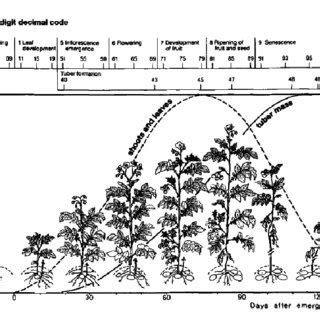 Phenological growth stages of the potato crop in relative scale from 00... | Download Scientific ...