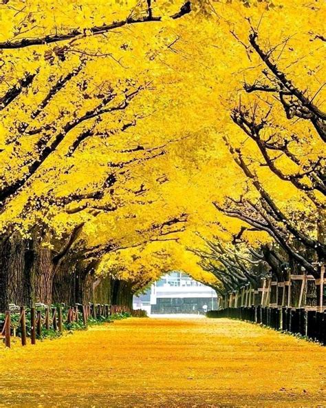 Yellow Tunnel Tokyo, Japan 🇯🇵 | Landscape photos, Japan tourist ...