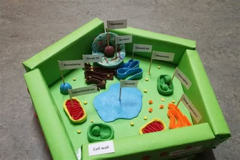 3d drawing of a plant cell - Ellis Anardeakin