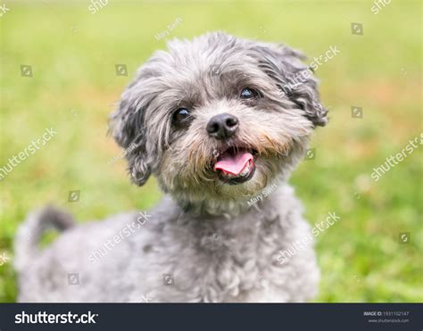 Shih Tzu Poodle Mix Black And White